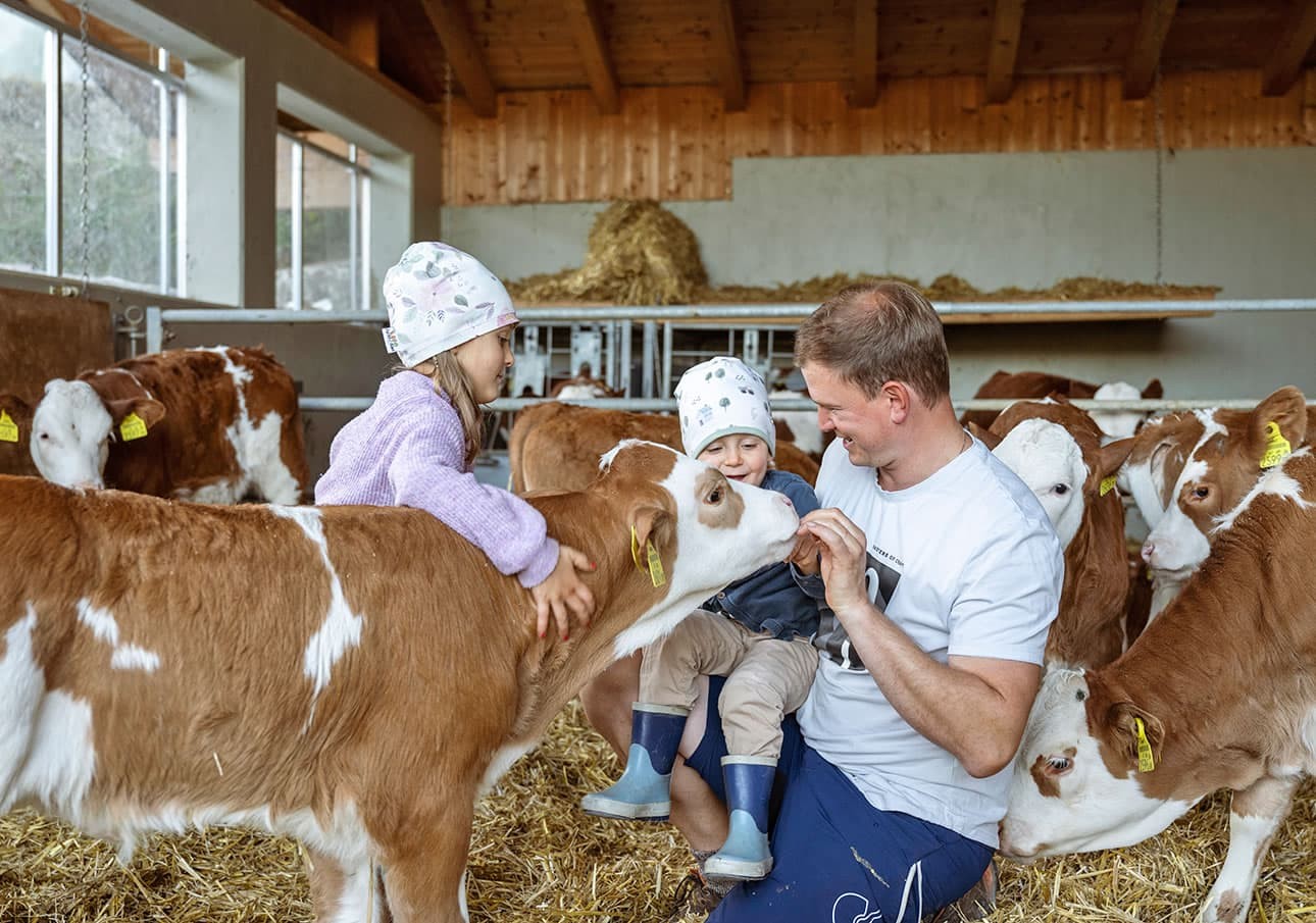 A man and two children interact with calves in a barn