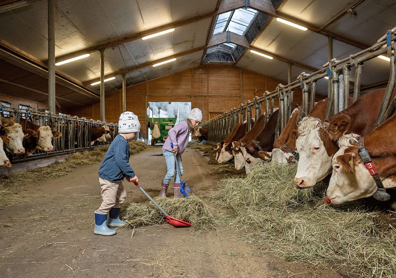 Children feeding cows in a barn with hay using shovels