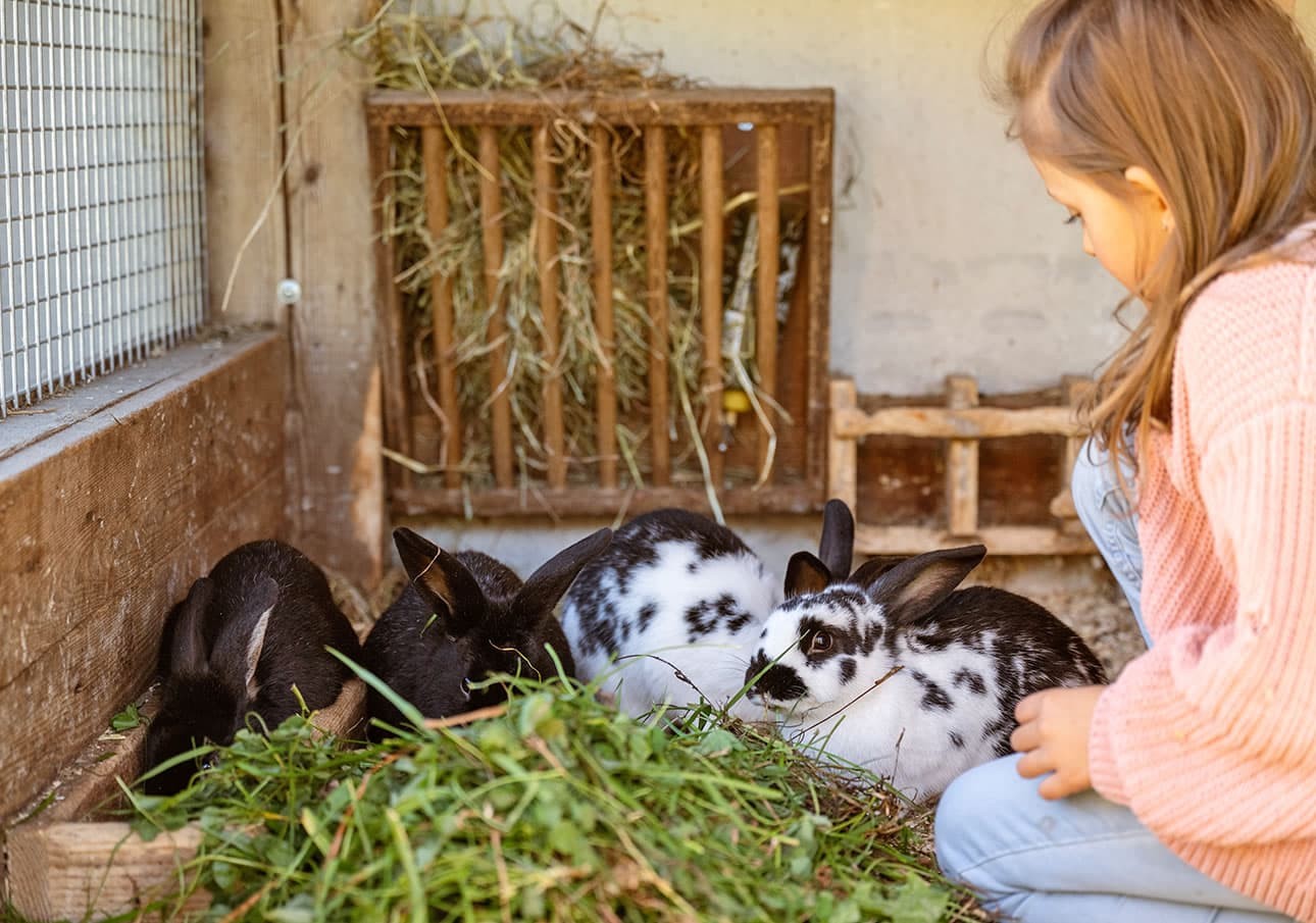 Kaninchen streicheln und füttern