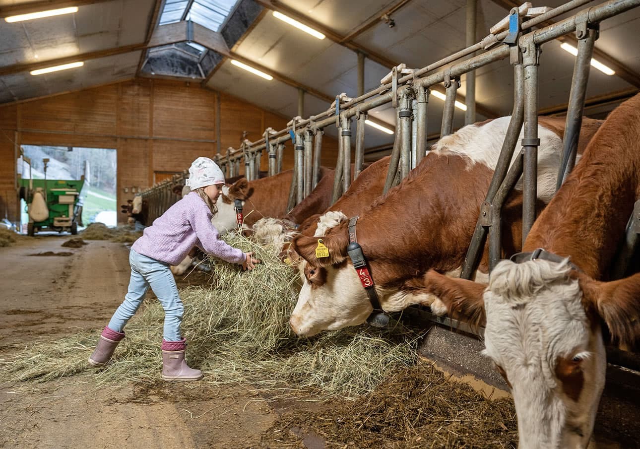 Mithelfen im Stall bei den Kälber füttern