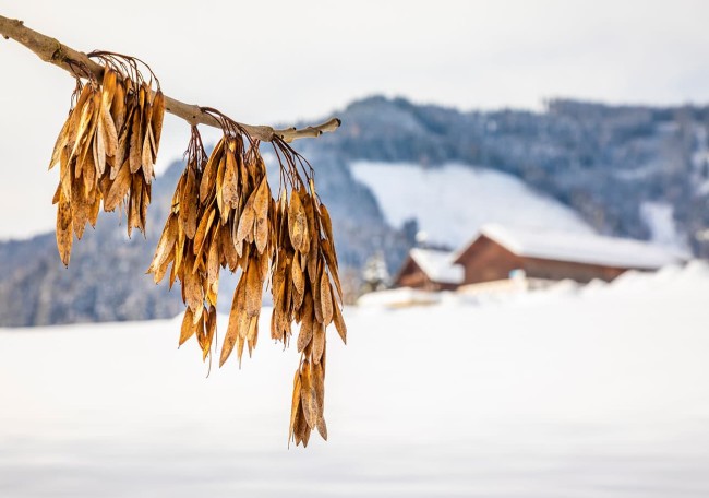 Ein Ast mit trockenen Blättern im Vordergrund, verschneite Landschaft und Gebäude im Hintergrund