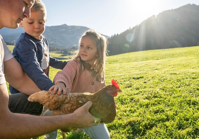 Kindern streichelt ein Huhn auf einer sonnigen Wiese vor Bergen