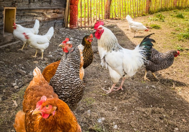 Hühner und ein Hahn laufen auf einem Bauernhof frei herum