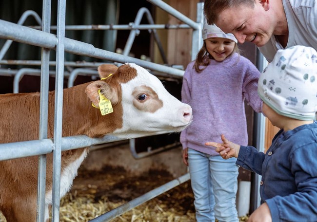 Kinder schauen ein Kalb auf einem Bauernhof an