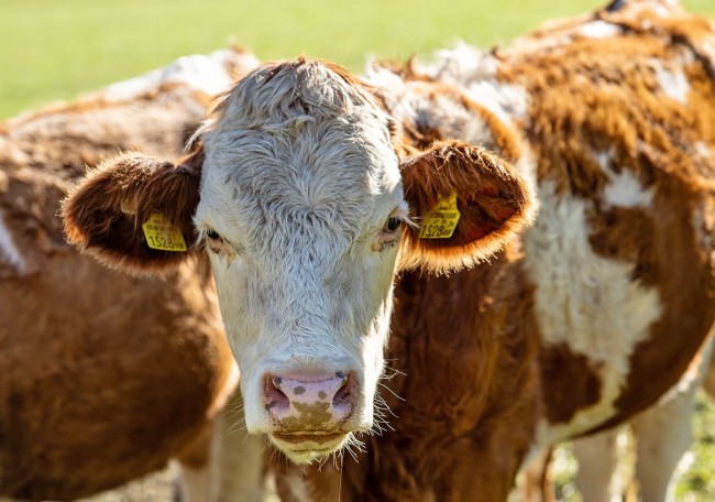 Eine braun-weiße Kuh schaut auf einer Wiese in die Kamera