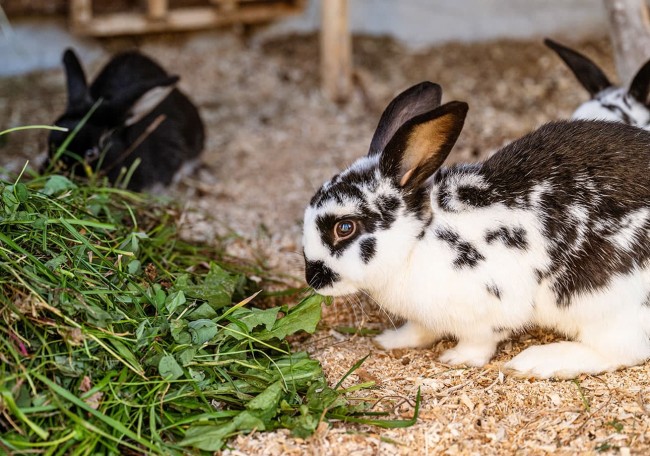 Ein schwarz-weiß geflecktes Kaninchen frisst frisches Gras auf Streu