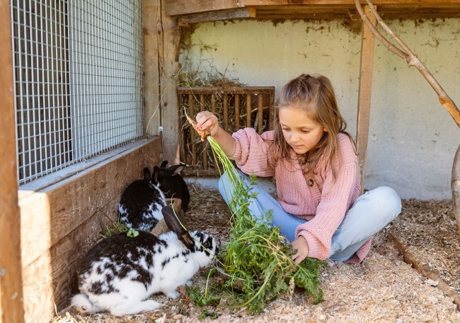 Mädchen füttert schwarz-weiße Kaninchen in einem Gehege mit frischem Grün
