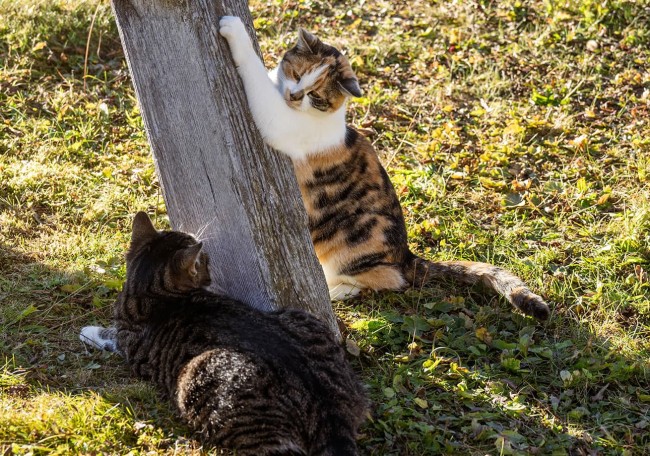 Zwei Katzen interagieren im Freien; eine klettert auf Holz, die andere liegt im Gras