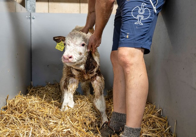 Neugeborenen Kalb beim Aufstehen in einem mit Stroh ausgelegten Gehege