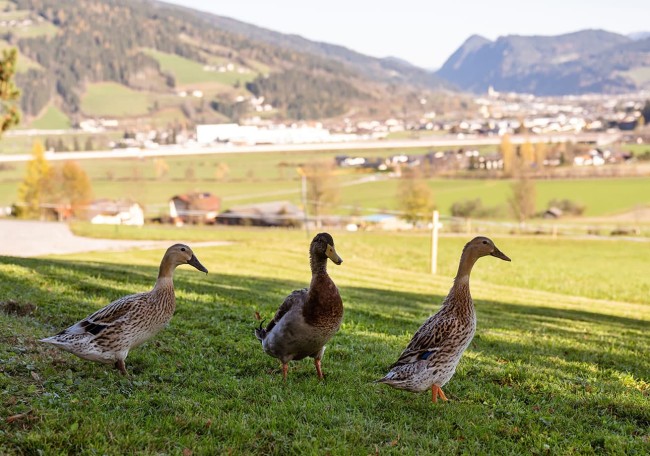Drei Enten spazieren auf einer Wiese vor einer malerischen Landschaft im Hintergrund