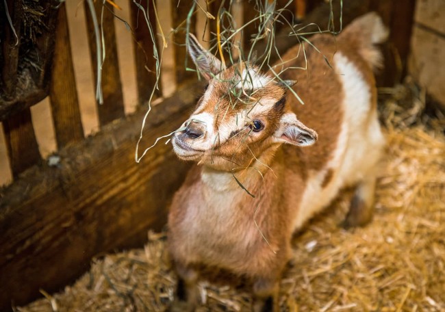Eine junge Ziege frisst Heu in einem Gehege mit Stroh