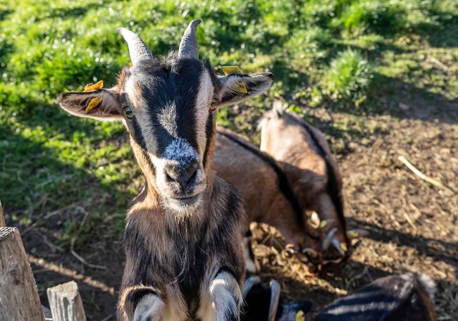 Eine Ziege schaut neugierig in die Kamera, während andere Ziegen im Hintergrund liegen