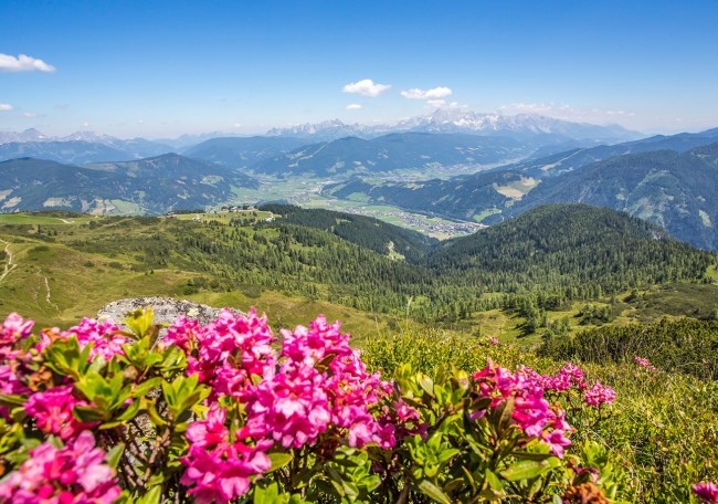 Berglandschaft am Grießenkar mit blühenden rosa Blumen im Vordergrund unter klarem blauem Himmel