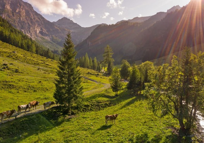 Kühe grasen auf einer grünen Almlandschaft, umgeben von Bergen und Nadelbäumen im Marbachtal in Flachauwinkl