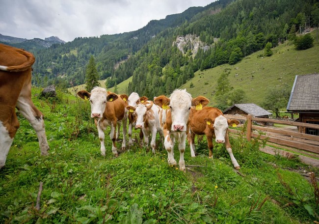 Kühe stehen auf einer grünen Wiese vor einem bewaldeten Bergpanorama