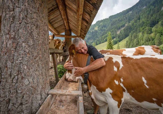 Ein Mann umarmt liebevoll eine Kuh vor einer malerischen Bergkulisse
