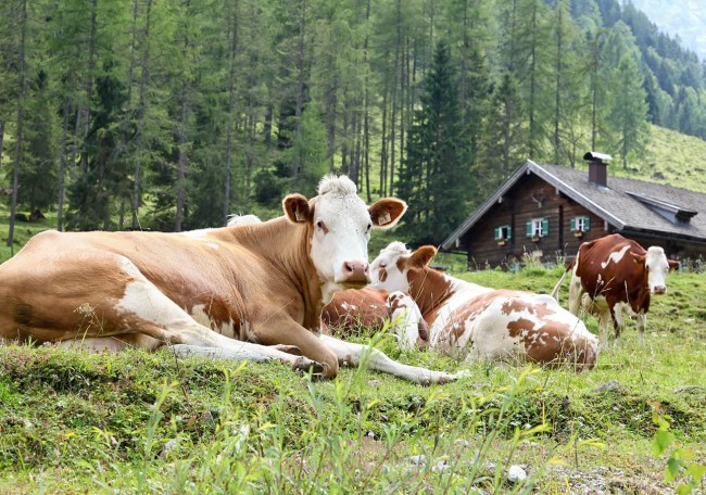Kühe liegen auf einer Wiese vor der Prechtlhütte im Wald