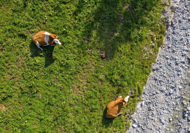Zwei Kühe grasen auf einer grünen Wiese neben einem steinigen Pfad