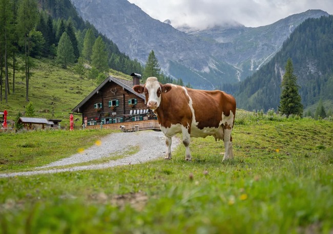 Eine Kuh steht auf einer grünen Wiese vor der Prechtlalm in den Bergen