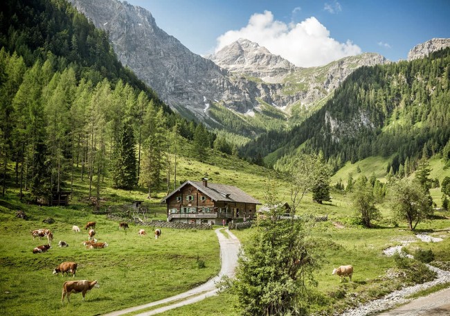 Prechtlalm mit Kühen vor majestätischen Bergen und grünem Tal unter klarem Himmel