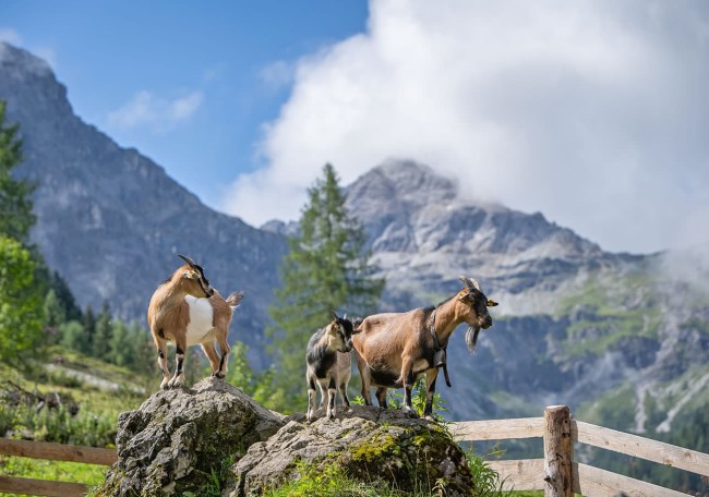 Ziegen stehen auf Felsen mit Bergen und Bäumen im Hintergrund