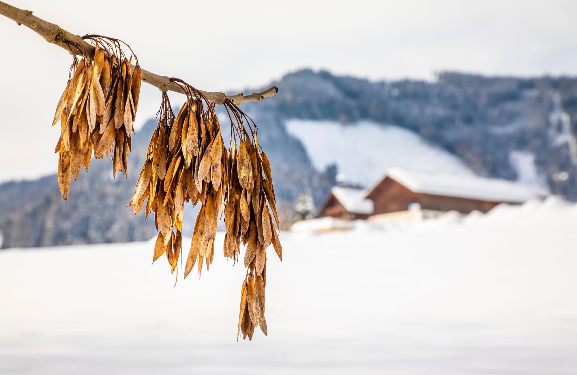 Snow-covered landscape in Flachau around the Prechtlhof