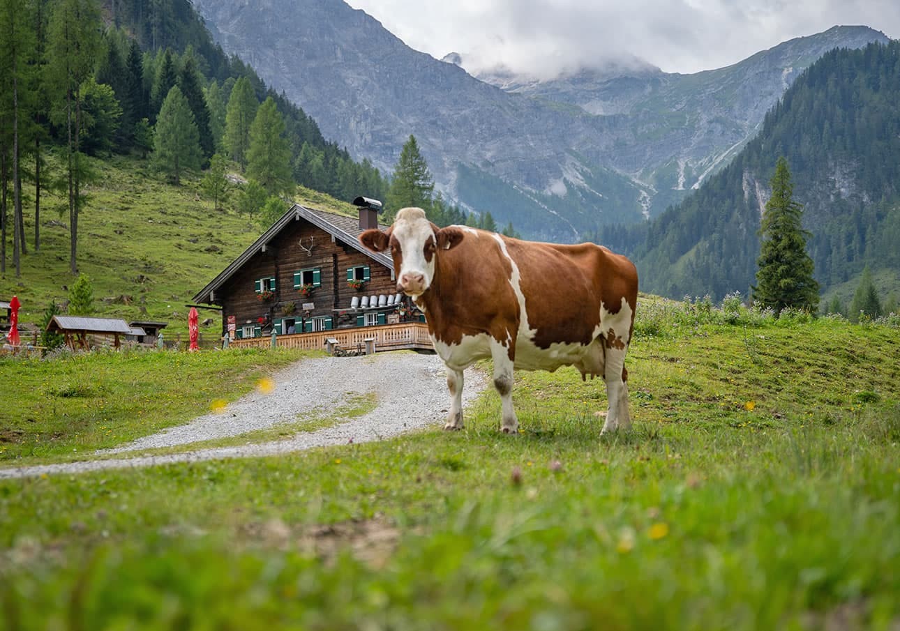 A cow stands in front of the Prechtlalm in a green mountain landscape in the Vordere Marbachalm