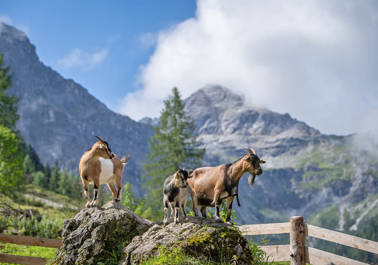 Two adult goats and a kid stand on rocks in front of a mountain backdrop